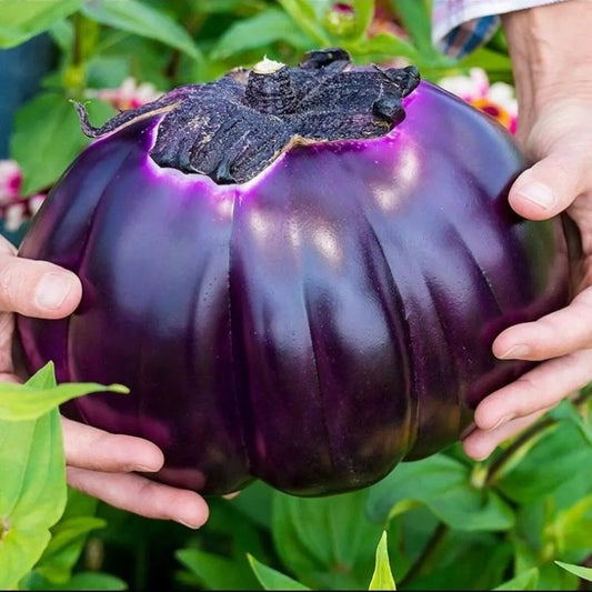 Brinjal (Purple Queen) 15+ Seeds