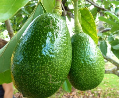 Avocado Plants Fertilizer