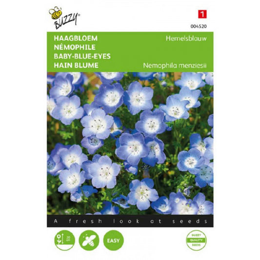 Baby Blue Eyes – Buzzy Seeds (Imported - Limited Stock)