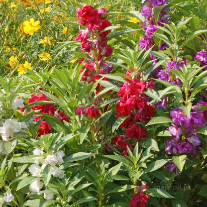 Colorful Balsam Mix (Gul Mehndi) flowers blooming in shades of pink, red, white, and purple from premium flower seeds by Moji Mall.