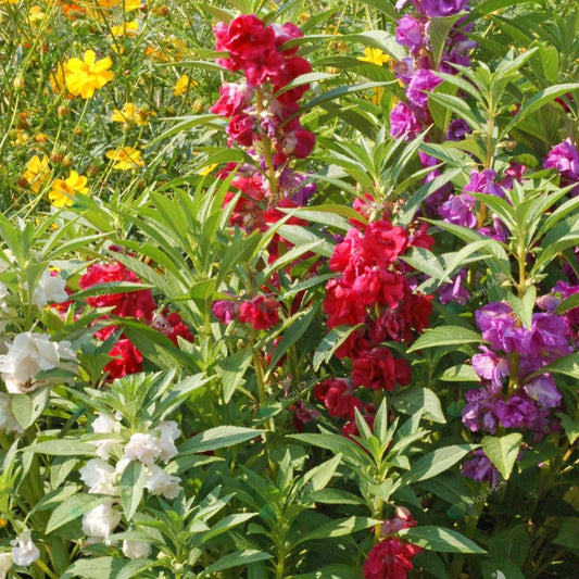 Colorful Balsam Mix (Gul Mehndi) flowers blooming in shades of pink, red, white, and purple from premium flower seeds by Moji Mall.