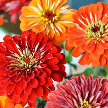 Zinnia Benary's Giant - Mixed - Seeds