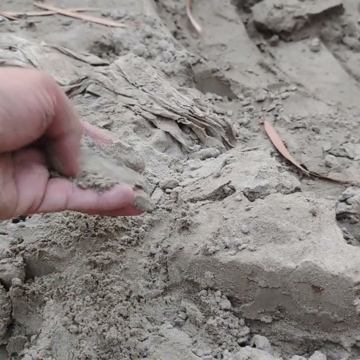 Hand holding Bhal Mitti for plants