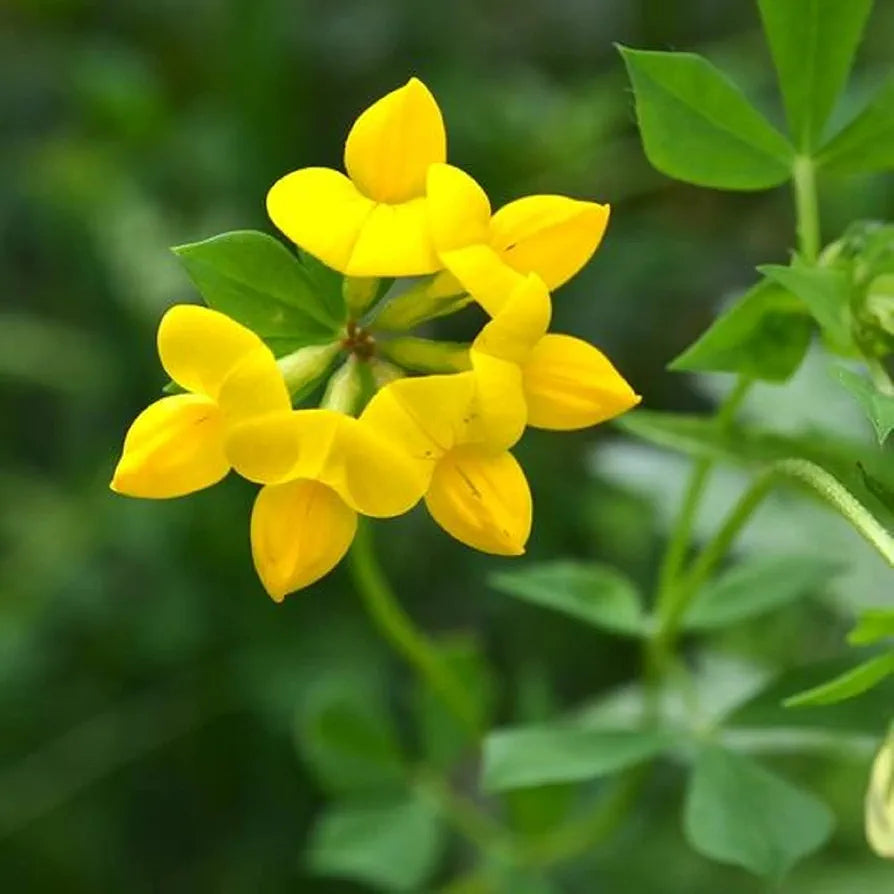 Bird's-foot trefoil (Golden Lotus) - 150+ Seeds