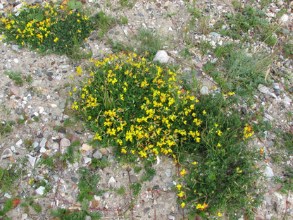 Bird's-foot trefoil (Golden Lotus) - 150+ Seeds