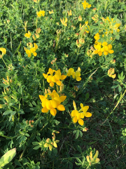 Bird's-foot trefoil (Golden Lotus) - 150+ Seeds