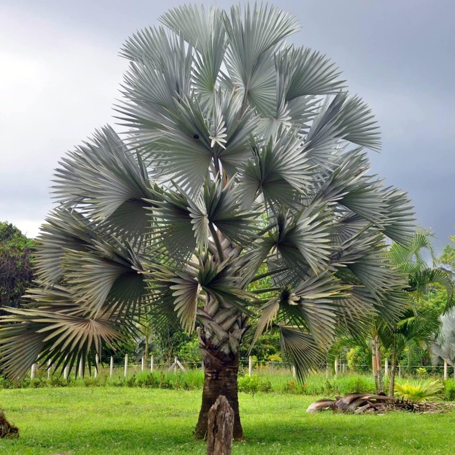 Bismarck palm (5 Seeds)