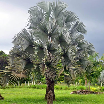 Bismarck palm (5 Seeds)