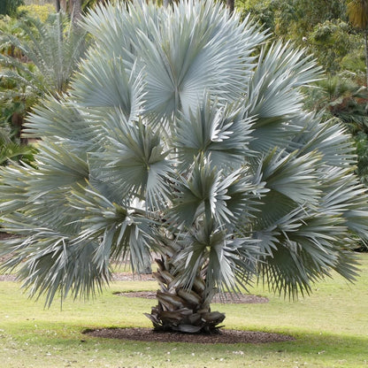 Bismarck palm (5 Seeds)