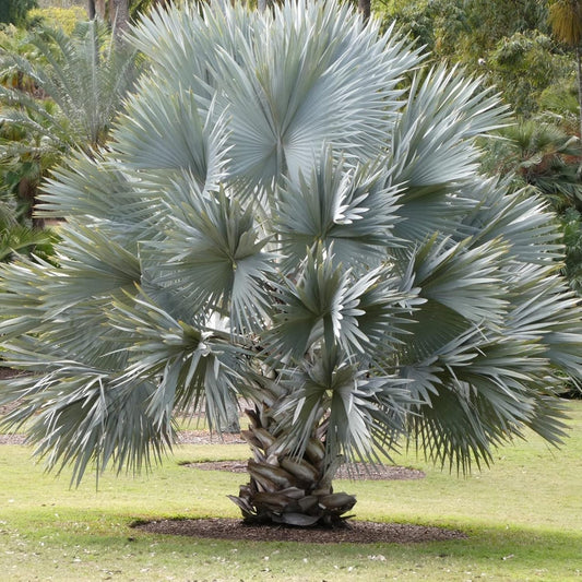 Bismarck palm (5 Seeds)