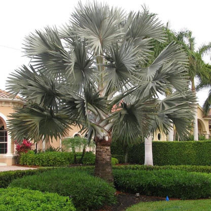 Bismarck palm (5 Seeds)