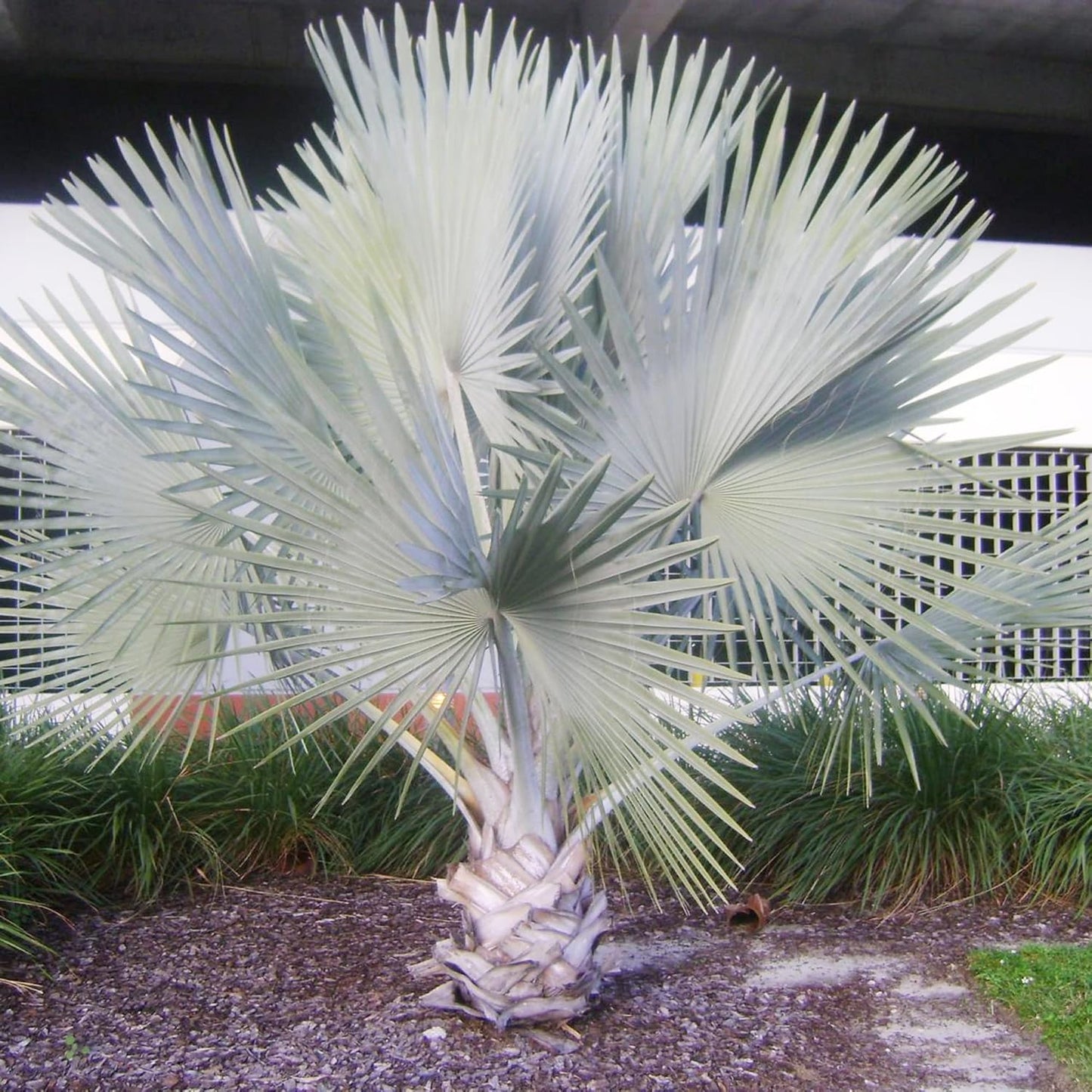 Bismarck palm (5 Seeds)