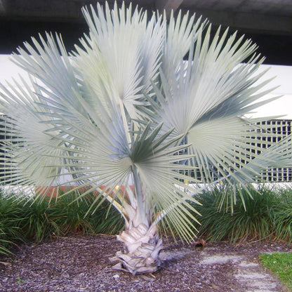 Bismarck palm (5 Seeds)