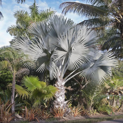 Bismarck palm (5 Seeds)