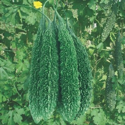 Bitter Gourd - F1 Hybrid Seeds