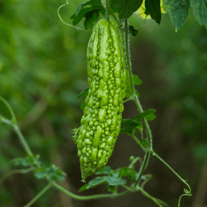 Bitter Gourd (Karela, دیسی کریلا) - Seeds