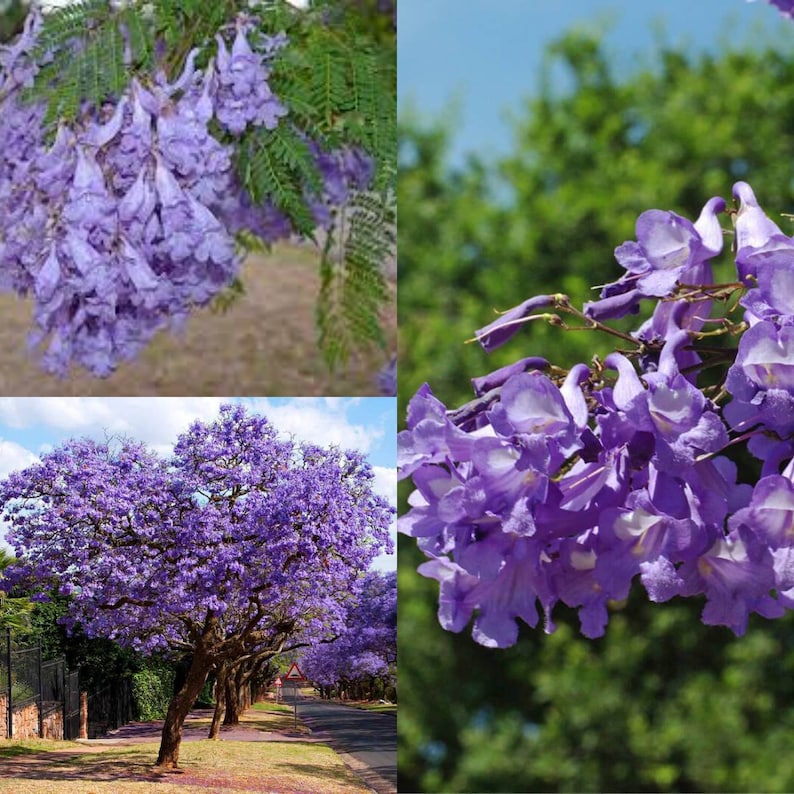 Blue Jacaranda tree seeds leaves and flowers closeup