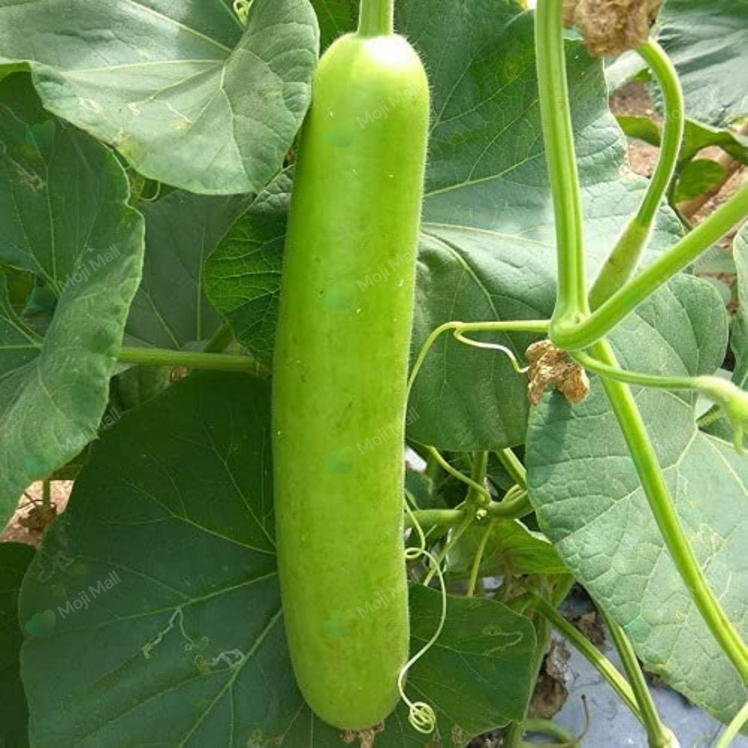 Desi Seeds