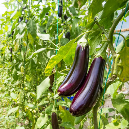 Brinjal Long (Lamba Baigan, لمبا بینگن) - F1 Hybrid - 40+ Seeds