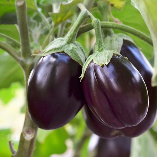 Brinjal Round - Seeds