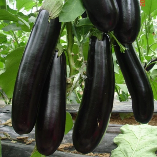 Brinjal Long - F1 Hybrid - 40+ Seeds