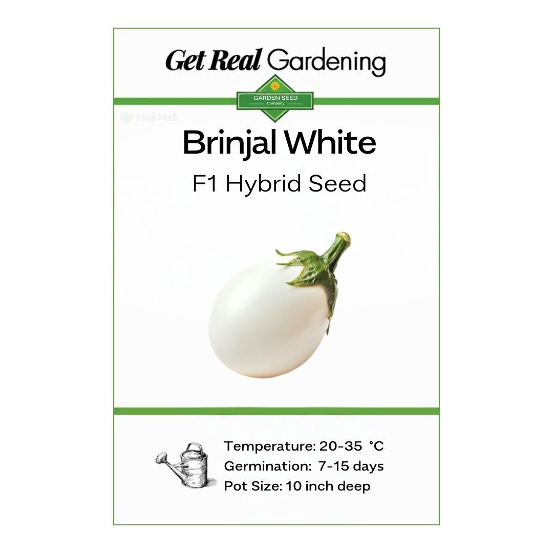 Brinjal White – F1 Hybrid 20+ Seeds