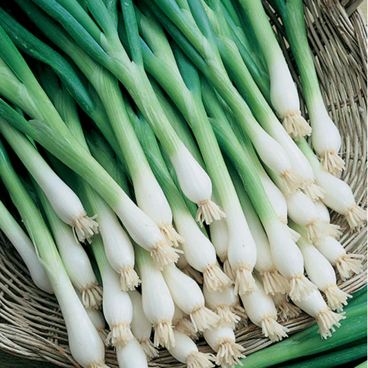 Bunching Onion - Fragrant - 250+ Seeds