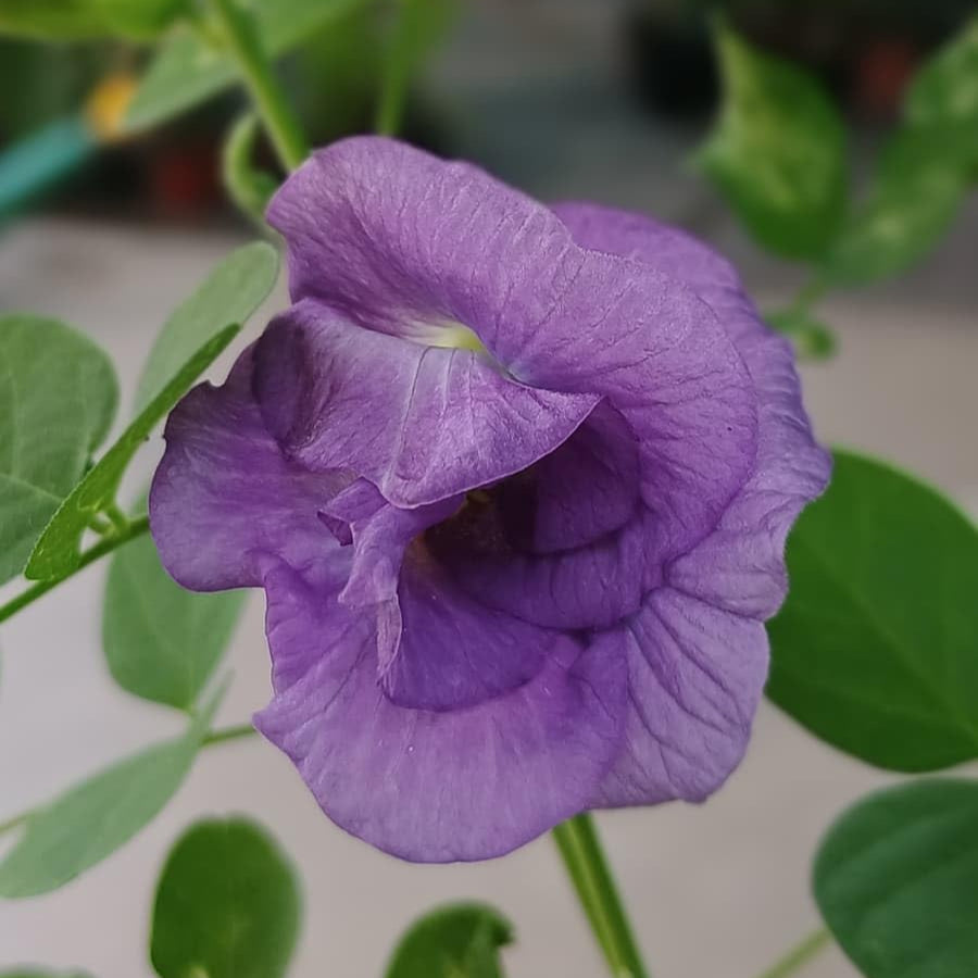 Close-up of a purple flower with green leaves in the background