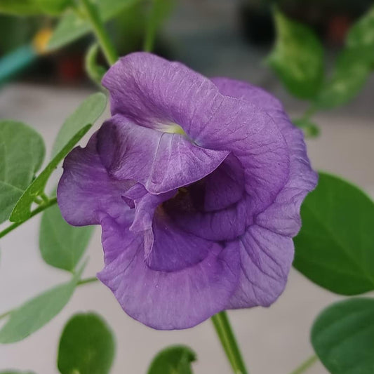 Close-up of a purple flower with green leaves in the background