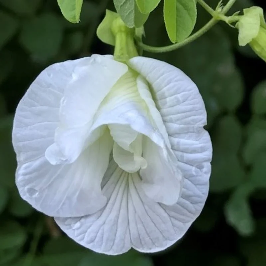 Butterfly Pea (Double White) Creeper – 5 Seeds