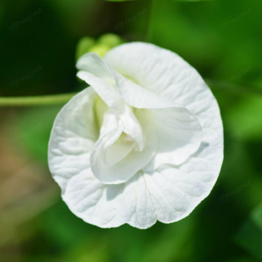 Butterfly Pea (Double White) Creeper – 5 Seeds