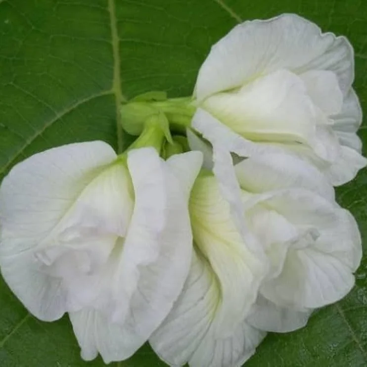 Butterfly Pea (Double White) Creeper – 5 Seeds