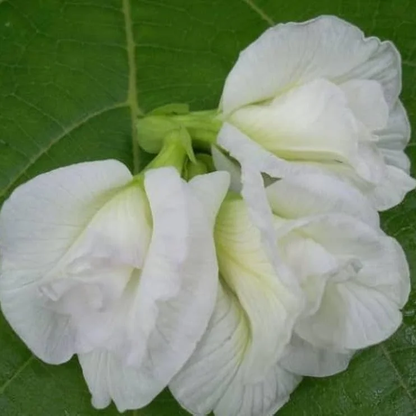 Butterfly Pea (Double White) Creeper – 5 Seeds