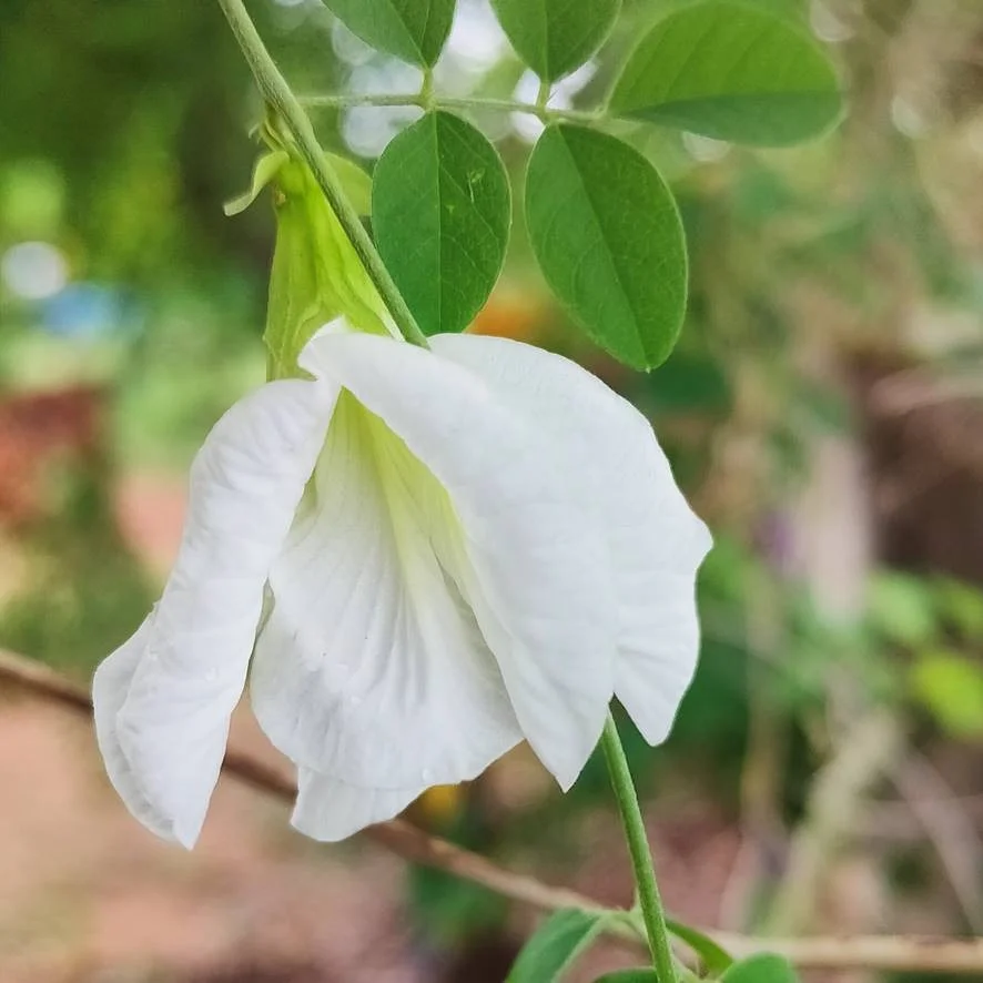 Butterfly Pea (Double White) Creeper – 5 Seeds