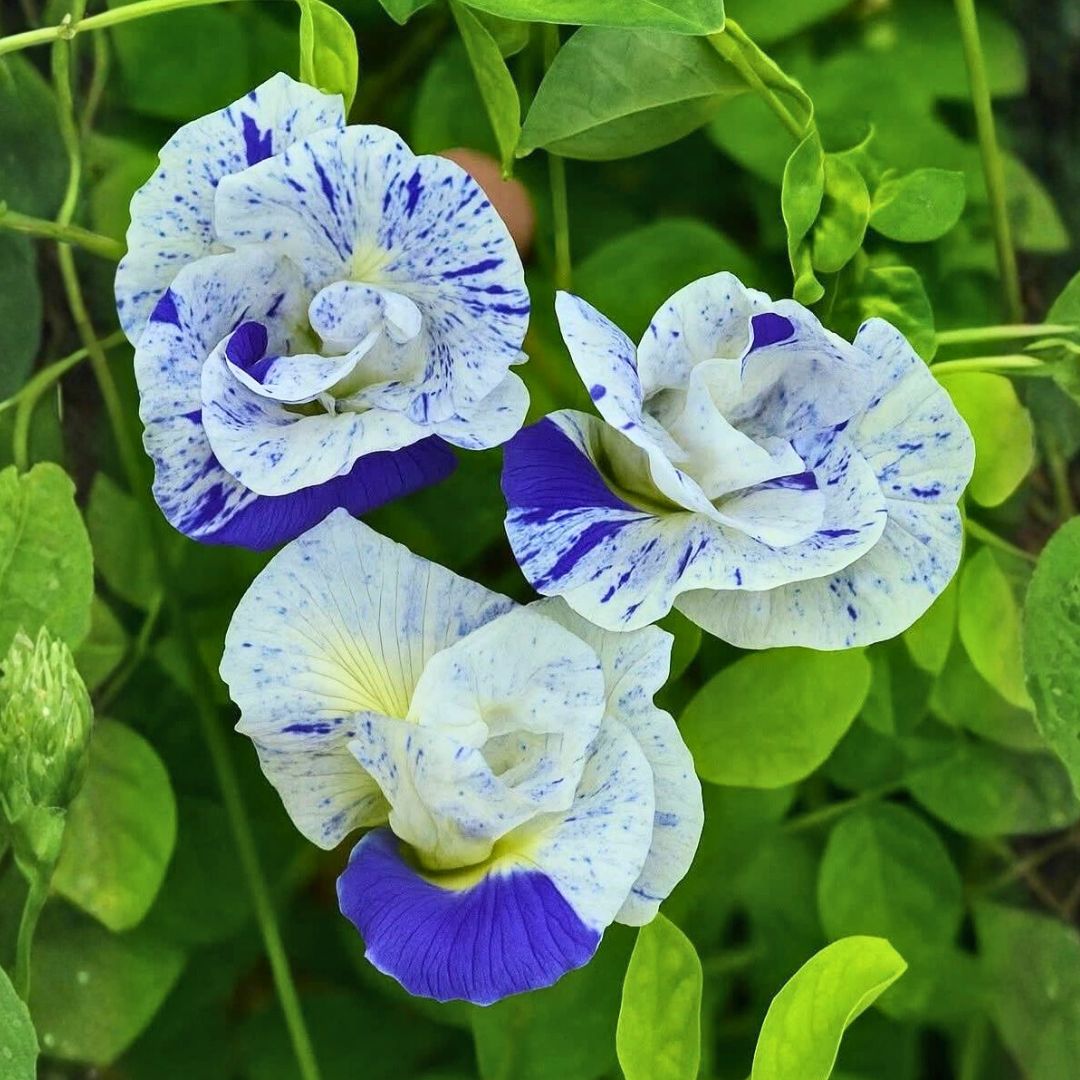 Butterfly Pea (Double Blue and white) Creeper – 5 Seeds-Moji Mall