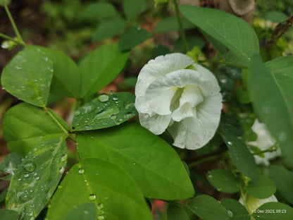 Butterfly Pea (Double White) Creeper – 5 Seeds