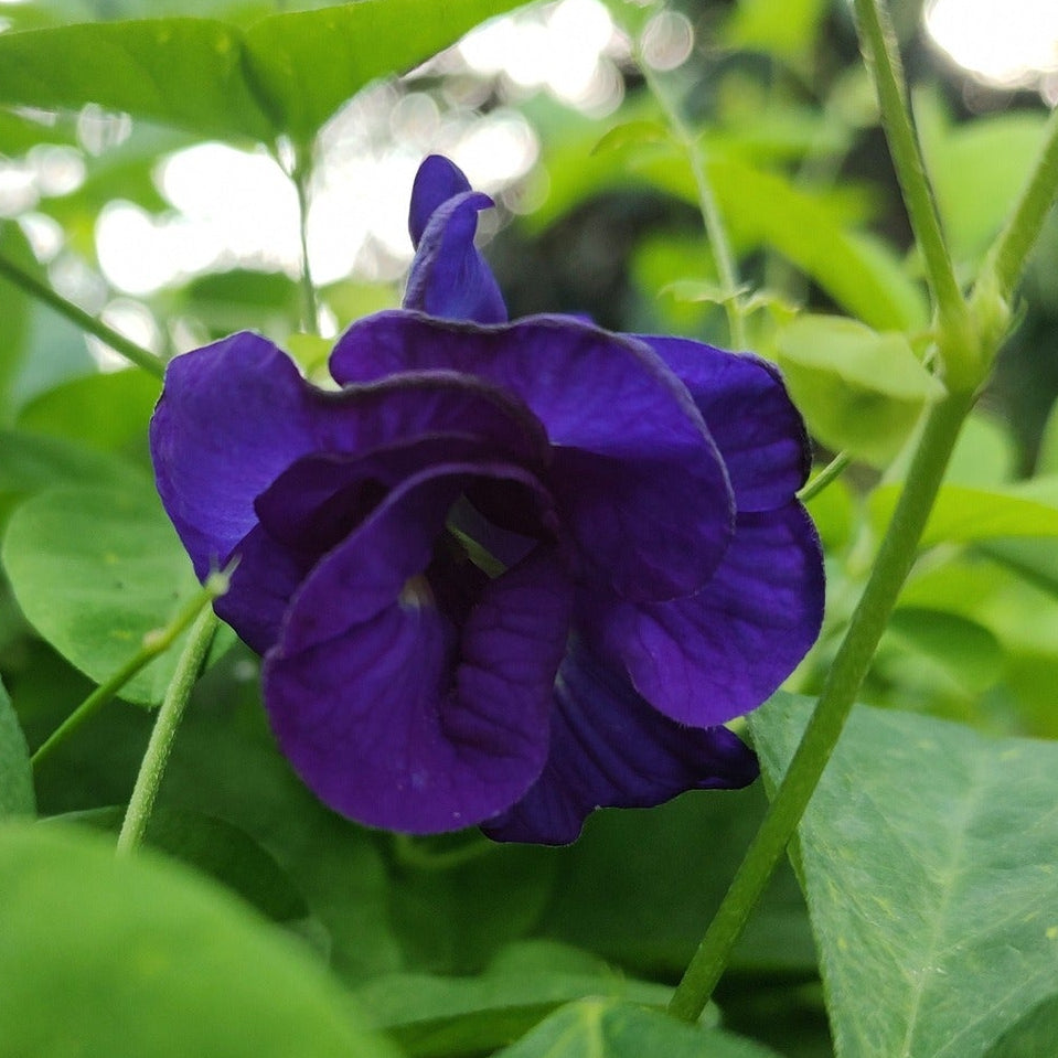 Butterfly Pea (Double Blue) Creeper – 5 Seeds-Moji Mall