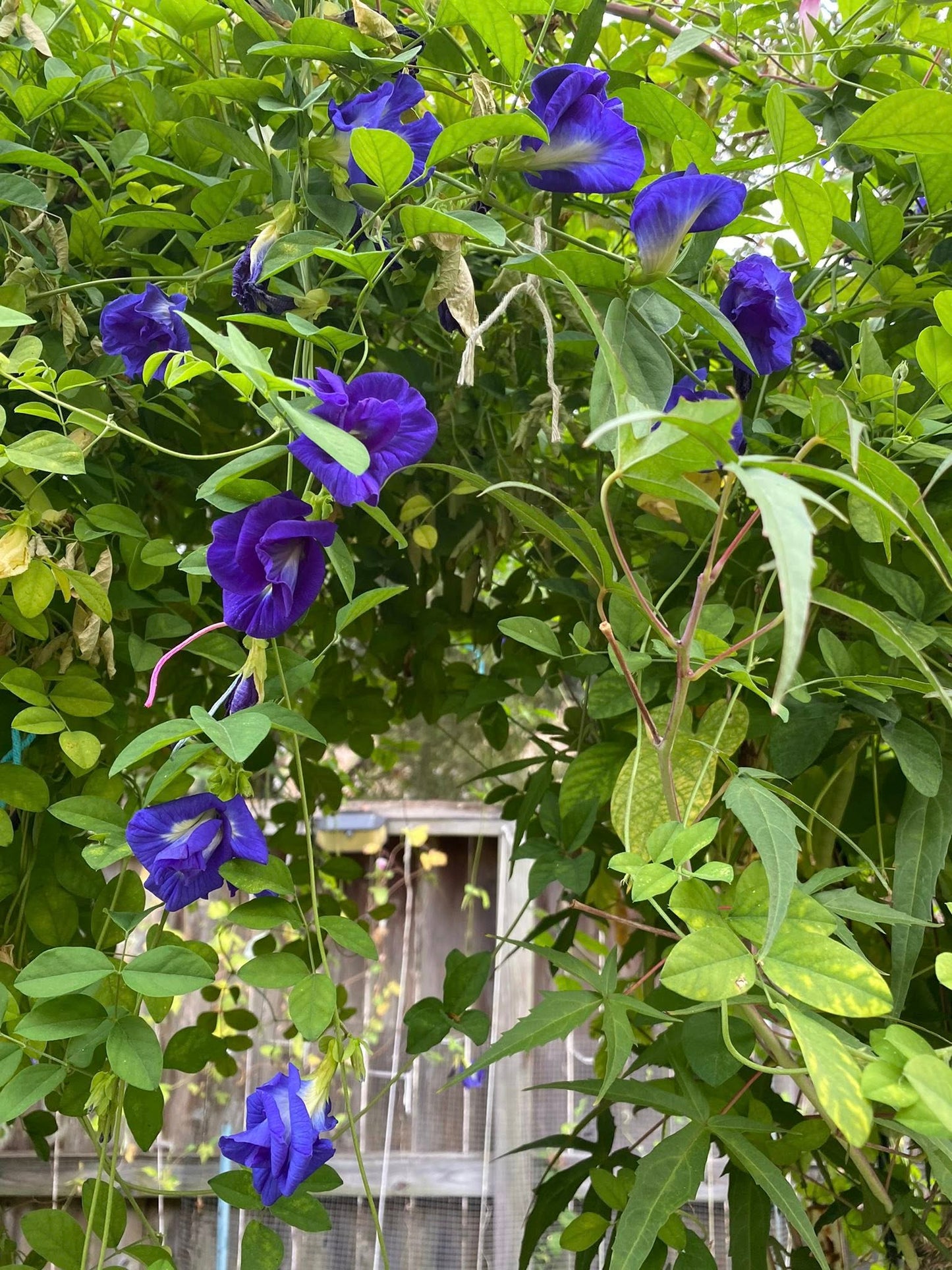 Butterfly Pea (Double Blue) Creeper – 5 Seeds-Moji Mall