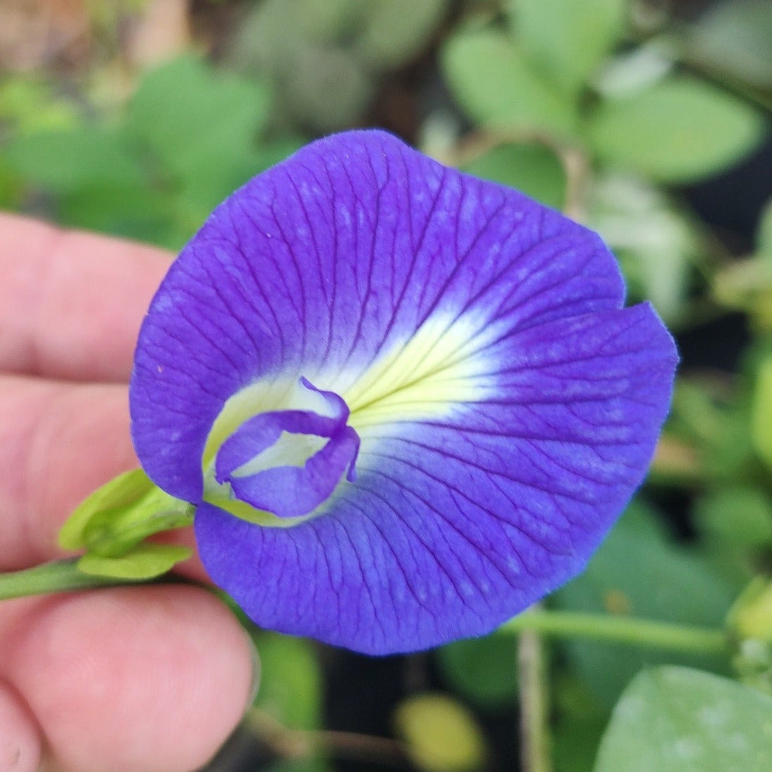 Butterfly Pea (Blue) Creeper – Seeds