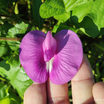 Butterfly Pea (Purple) Creeper – 10 Seeds