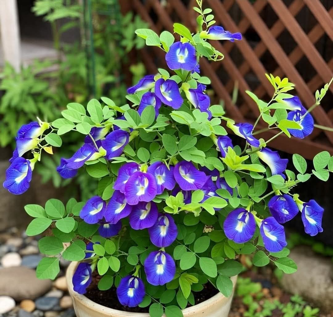 Butterfly Pea (Blue) Creeper – Seeds