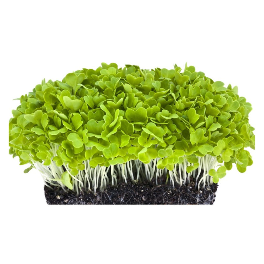 Cabbage: Microgreens Seeds