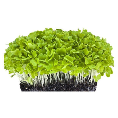 Cabbage: Microgreens Seeds-Moji Mall