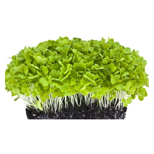 Cabbage: Microgreens Seeds