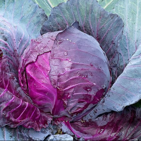 Cabbage Red – 30+ Seeds