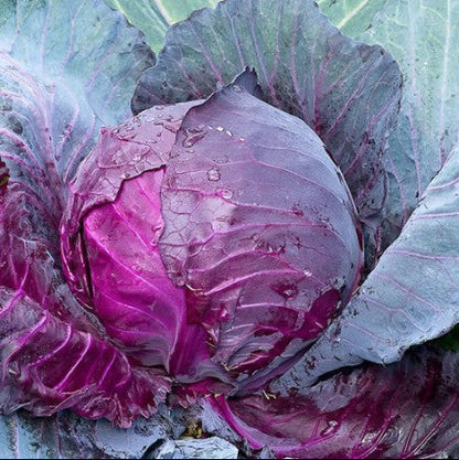 Cabbage Red – 30+ Seeds