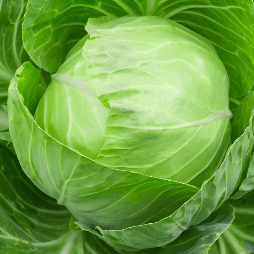 Cabbage - F1 Hybrid Seeds