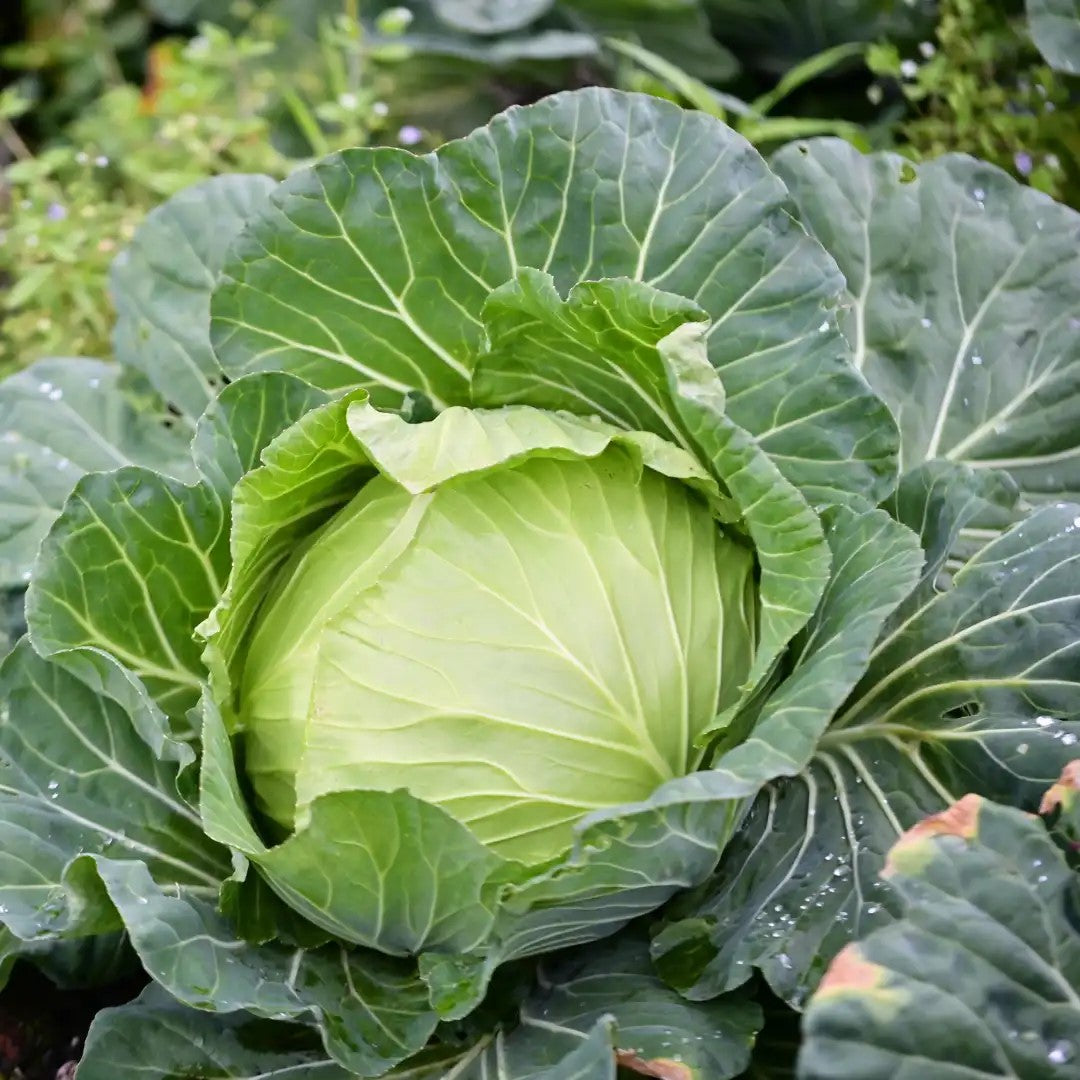 Cabbage (دیسی بند گوبھی کے بیج) – 70+ Seeds