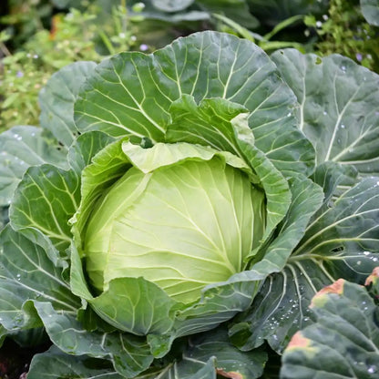 Cabbage (دیسی بند گوبھی کے بیج) – 70+ Seeds