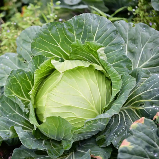 Cabbage (دیسی بند گوبھی کے بیج) – 70+ Seeds